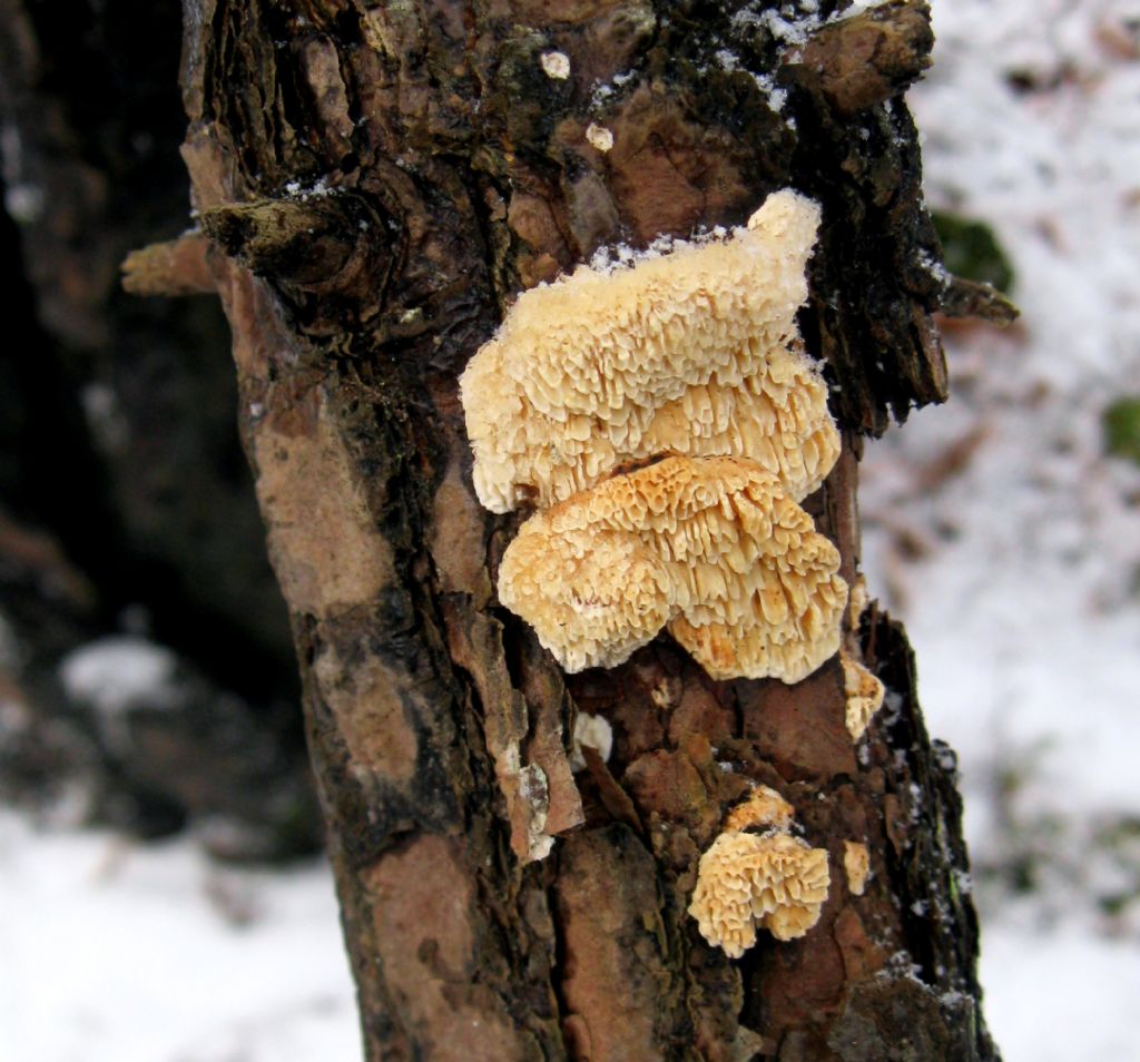 su tronchetto secco di pino silvestre, in una pineta:  Antrodia ramentacea?